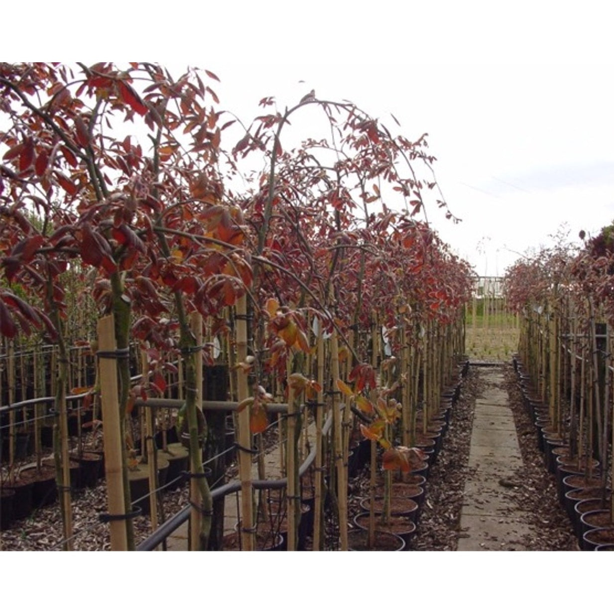 Blodbok – Fagus sylvatica 'Purpurea Pendula' - 120 CM Stem C12